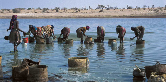 Nguồn gốc Tảo xoắn Spirulina - siêu thực phẩm cho tương lai